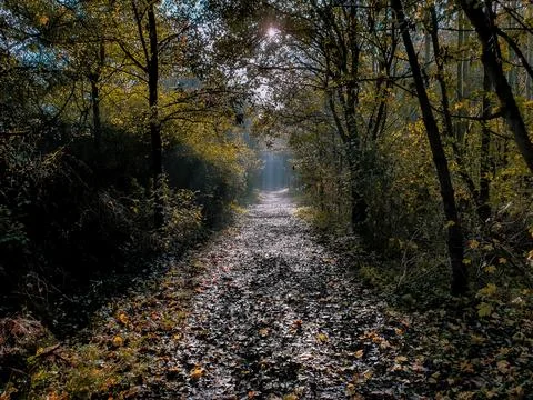 Tree path Foto stock