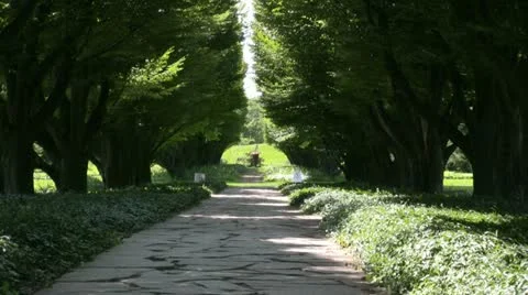 Tree path zoom Stock Footage 11402071