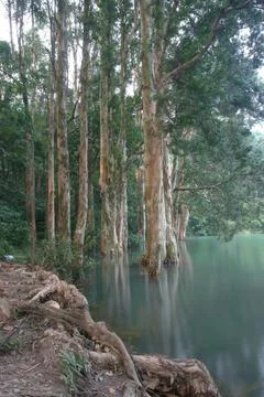 Tree Pattern and Reflection in Shing Mun Reservoir Hong Kong Stock Photos