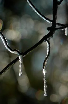 Tree pattern nature texture winter central twig Stock Photos