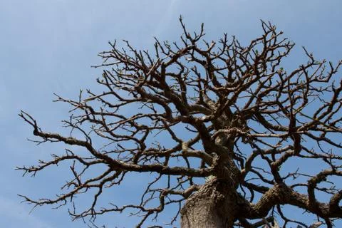 Tree pattern Stock Photos