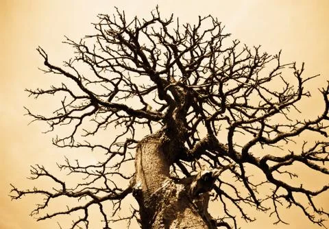 Tree pattern Stock Photos