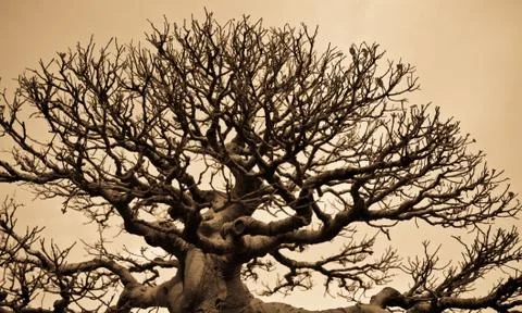 Tree pattern Stock Photos