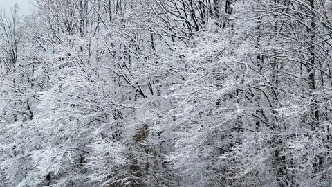 Tree patterns in winter Stock Photos