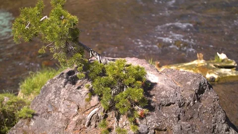 Tree By Paulina Falls Stock Footage 90581856