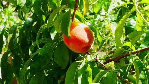 Tree with Peach Stock Footage 82604250
