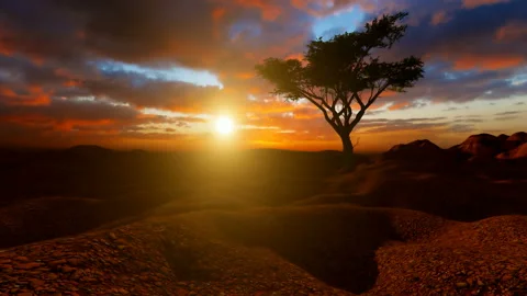 Tree on peak mountain at sunset Stock Footage 171717905
