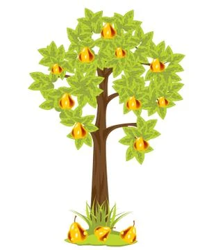 Tree with pear Stock Illustration