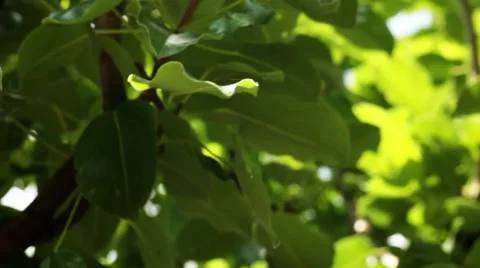 Tree of pears in spring. Camera movement. Stock-Footage 34754921