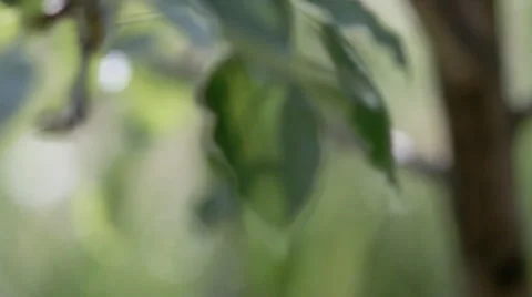 Tree of pears in spring. Stock Footage 53066302