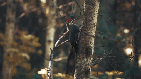 Tree pecking birds in the forest 動画素材 285814504