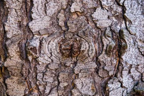 Tree peel Stock Photos