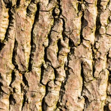Tree peel Stock Photos