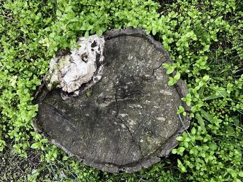 Tree peg and grass Stock-Fotos