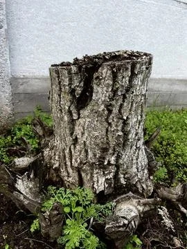 Tree peg and grass Stock Photos