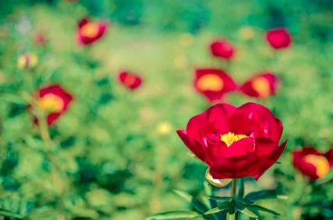 Tree peony blossoming in garden at spring. Macro Stock Photos