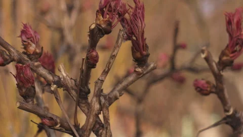 Tree peony buds close-up, camera tilt up, spring garden natural light Stock Footage 331797692