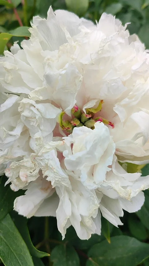 Tree peony flower Large white flower many petals varietal tree peony Vertical Stock Footage 276947275