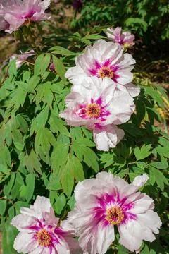Tree peony in full blooming Stock Photos