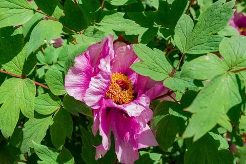 Tree peony in full blooming Stock Photos