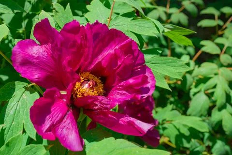 Tree peony in full blooming Stock Photos