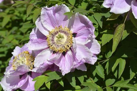 Tree peony Papaveracea Stock Photos
