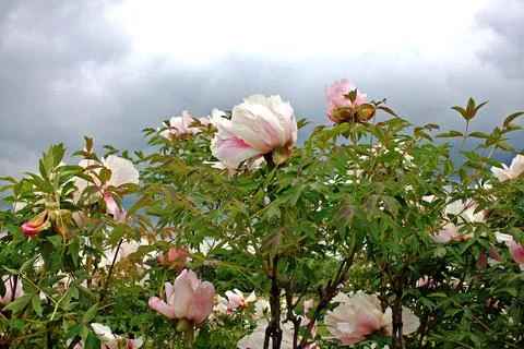 Tree peony Foto stock