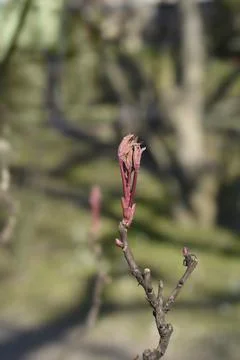 Tree peony Stock Photos