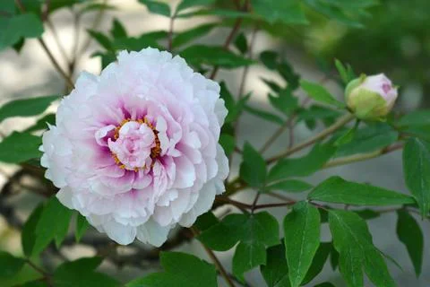 Tree peony Stock Photos