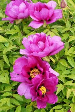 Tree peony. Pink Flower of Tree Peony Blooming in the garden. Beautiful Petal Stock Photos