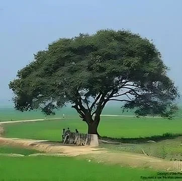 A tree with people standing under a bench. Foto stock