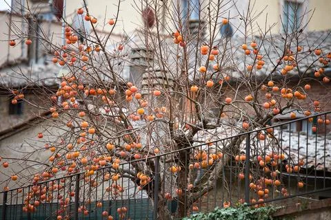 Tree of persimmon kinglet without leaves and with many orange ripe fruits. tiled Stock Photos