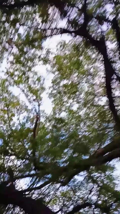 Tree perspective during a trip Stock Footage 292787255