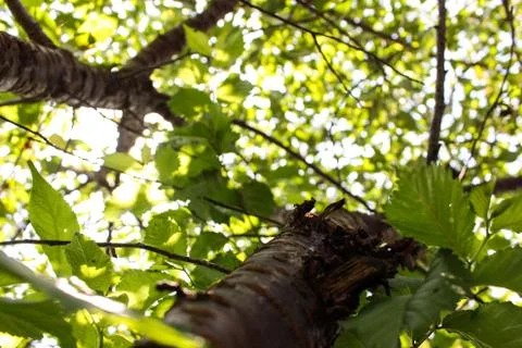 Tree perspective up Stock Photos