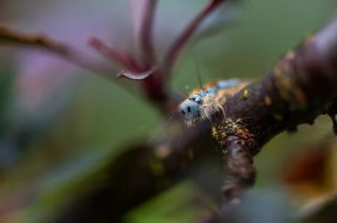Tree Pest Caterpillar Causing Early Seasonal Foliage Stress Stock Photos
