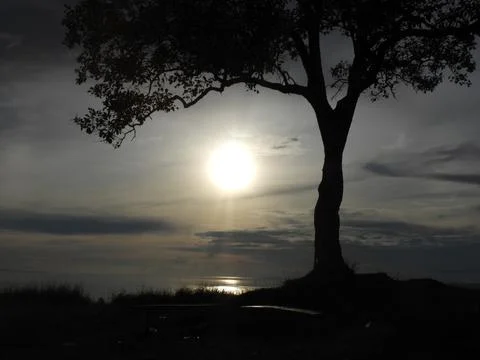 Tree Philippines Stock Photos