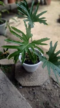 Tree Philodendron  Stock Photos