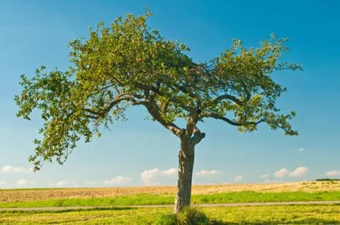 Tree Stock Photos