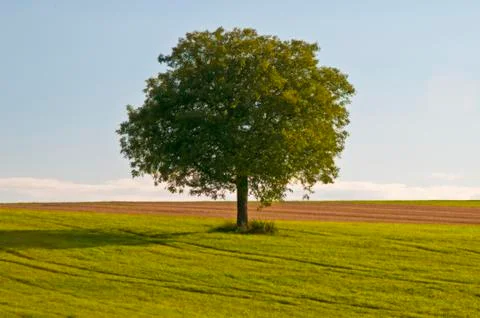 Tree Stock Photos