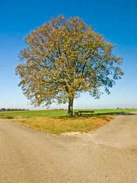 Tree Stock-Fotos