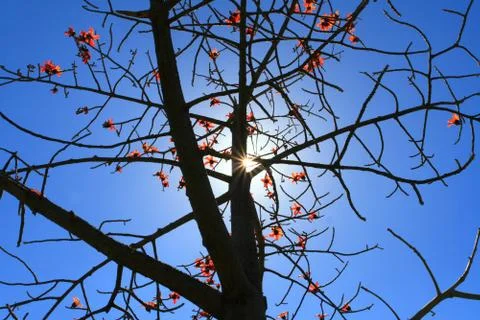 Tree Stock Photos