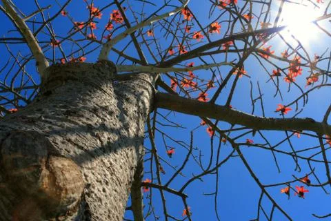 Tree Stock Photos