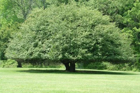 Tree Foto stock