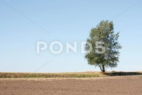 Tree Stock Photos