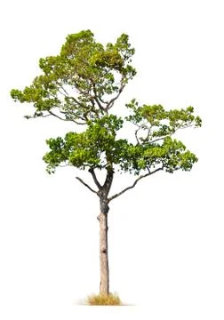 Tree Stock Photos