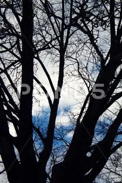 Tree Stock Photos