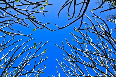 Tree Stock Photos