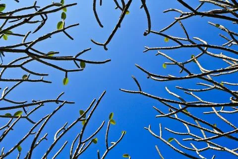 Tree Stock Photos