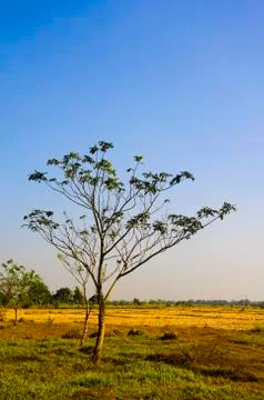 Tree Stock Photos