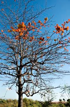 Tree Stock Photos